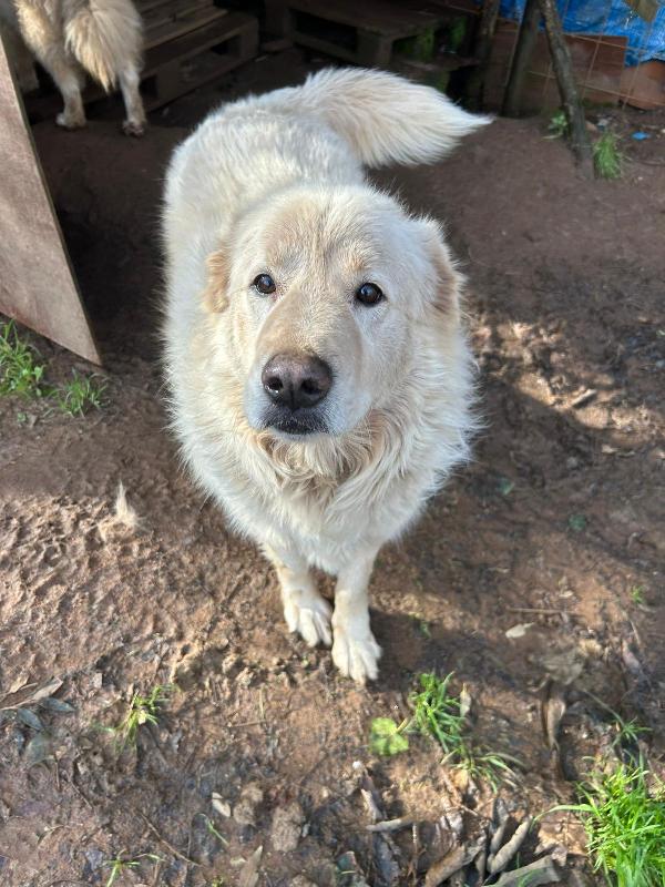 Biancone Splendido Cagnolone Simil Maremmano Cerca Casa 